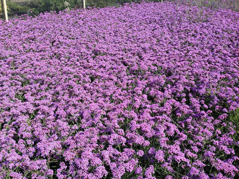 8f0e7669-b383-4ac5-aab7-769a5de8c187