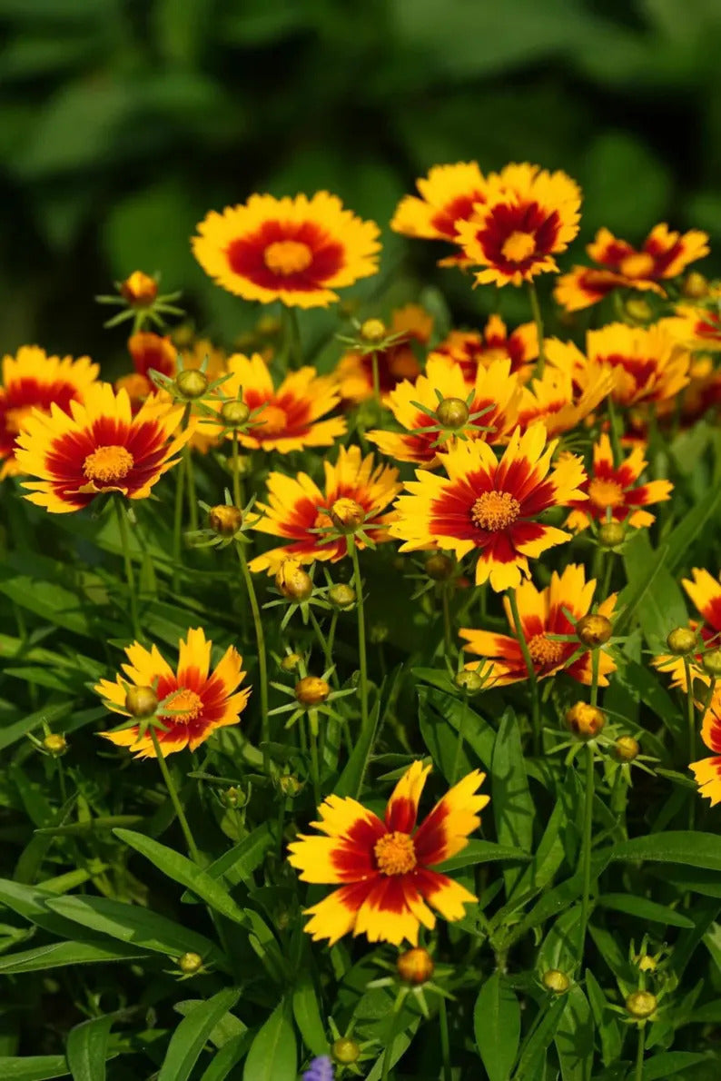 e23e9b30-7ea1-4e74-9a92-da35b8c9def9