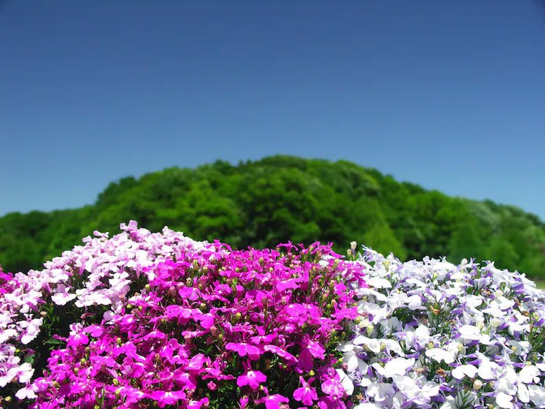 b77bf308-cece-4786-829c-d0924f48bdb8