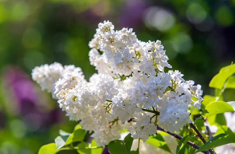 3558b81a-6330-461b-b3b1-9f3b5a218905