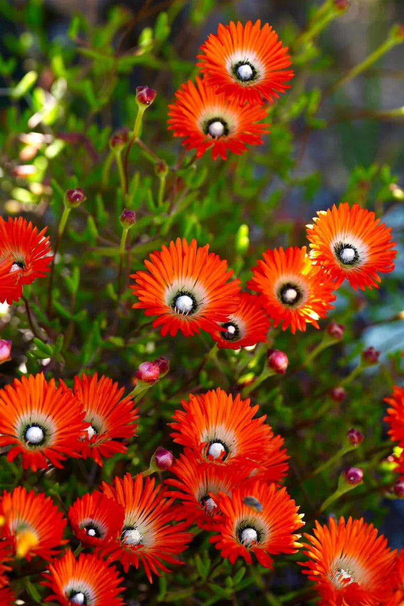 87ce19cc-3793-498f-a7f3-98f87b1e1e94