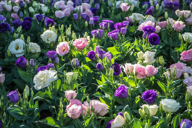 249a5f87-1e1b-4e35-b12b-7144b94b5179