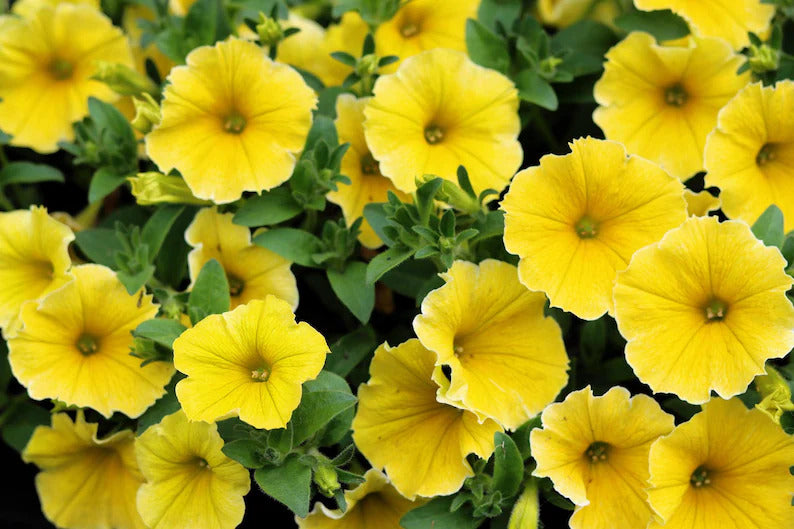 755cc5a0-4847-4e08-88fa-a29298167771