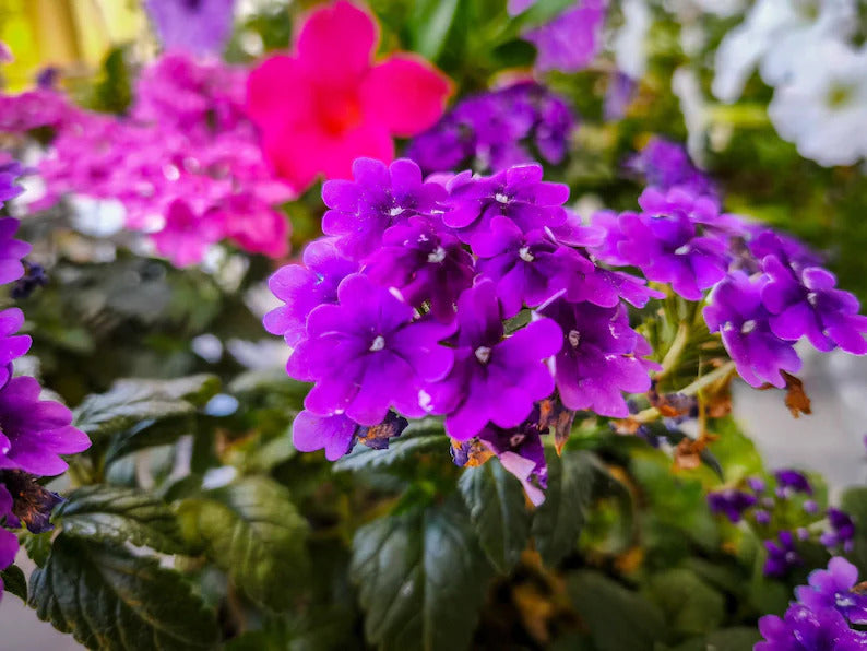 5e6c2375-346d-4427-993b-99d407c8e87b