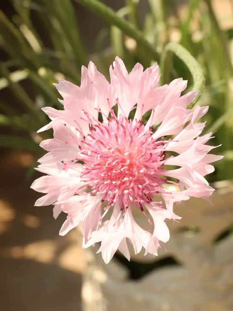 c0762001-262b-4254-b0ca-96c7f38f3bea