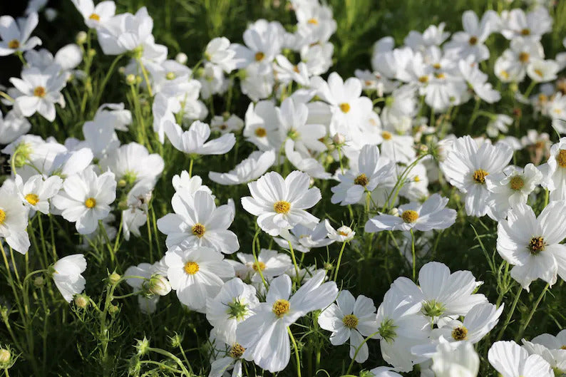 752a1f84-8cce-4e5b-bd2e-375205c4d229