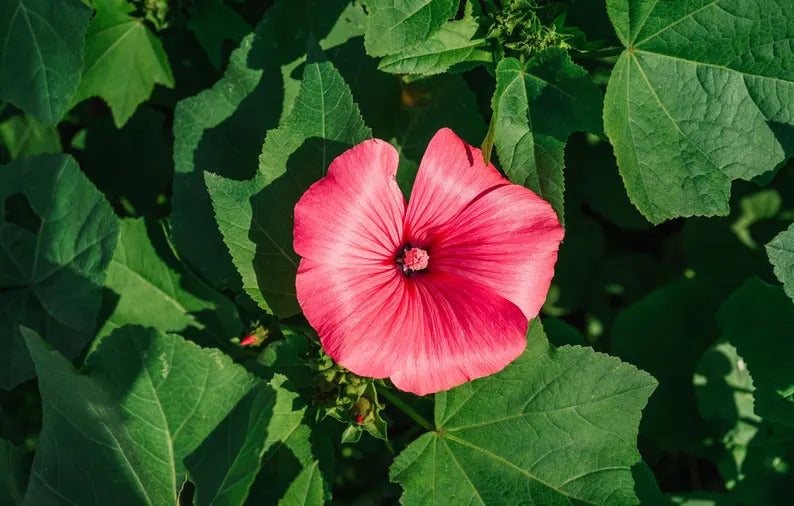 7530b34e-2317-4ccd-a6d3-41f225776229