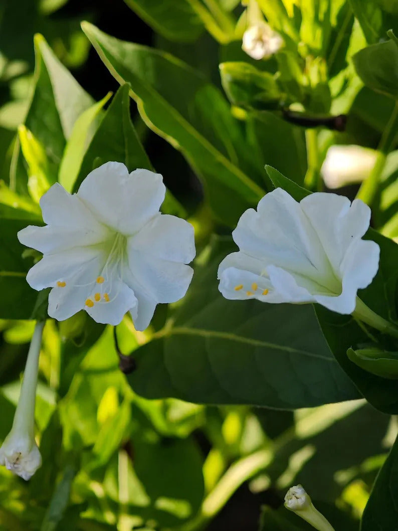 0ba5d989-8db5-4817-8cbc-063cf607da02