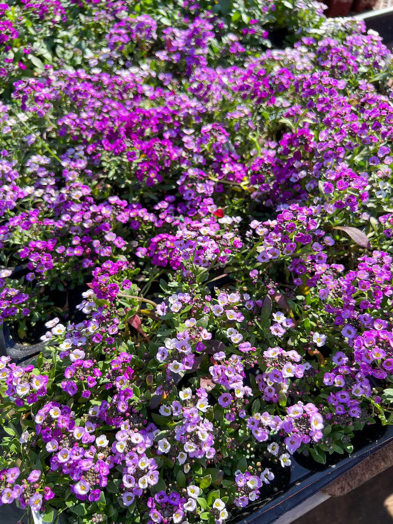 b57680b8-f96a-4688-9eb6-f95e9f69c585