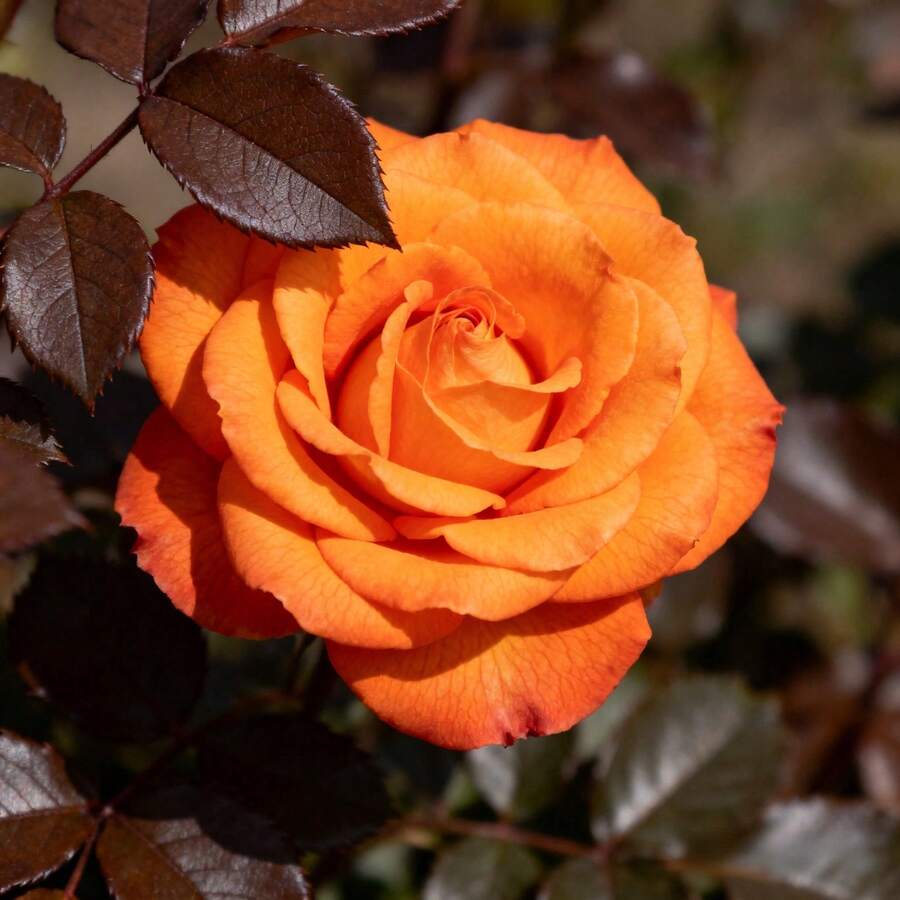 b81c90d9-186e-4de3-94eb-d2ead059f9b1