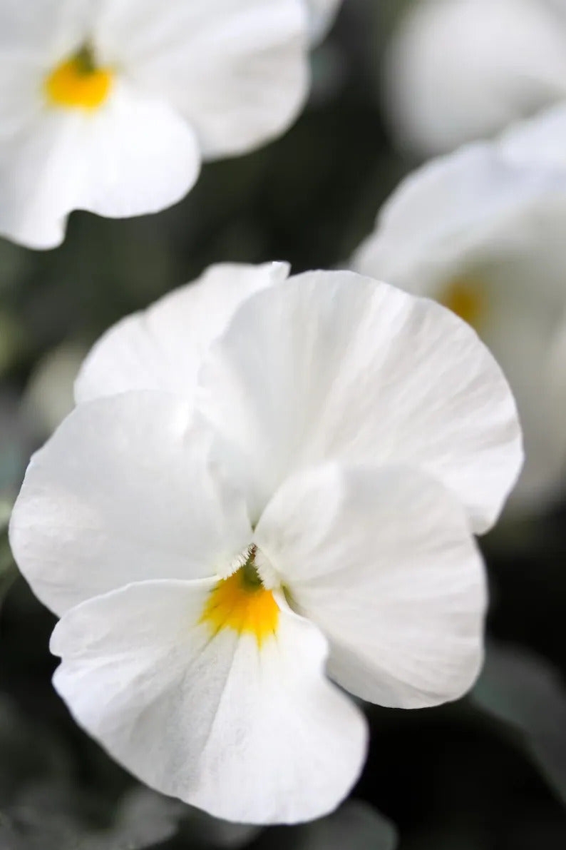 8c5e6cb1-4598-4175-8e40-1e69b89e3b25