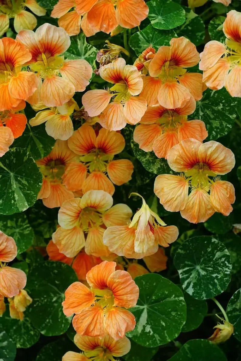 07ade529-3b54-43bf-b7d6-faf596a6476c