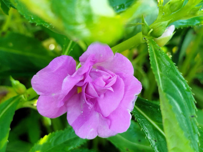 25fac877-400b-45f2-a7b2-858b209b48d9