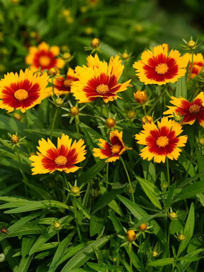 43bea0c2-747d-4bf1-b49f-1be229ec3e30