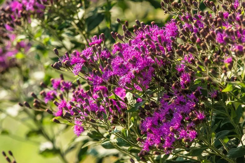 5a05d3fc-2fc9-455f-bd92-bdc530c776e0