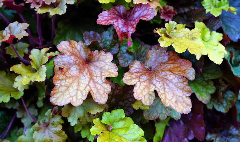 fddb03d2-8163-411a-b785-23e67156589c