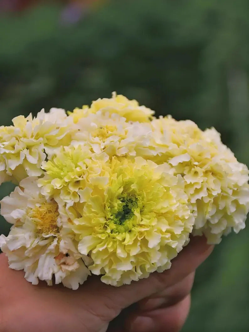 e0e48e21-1d22-43c8-8ff2-1677c325673a