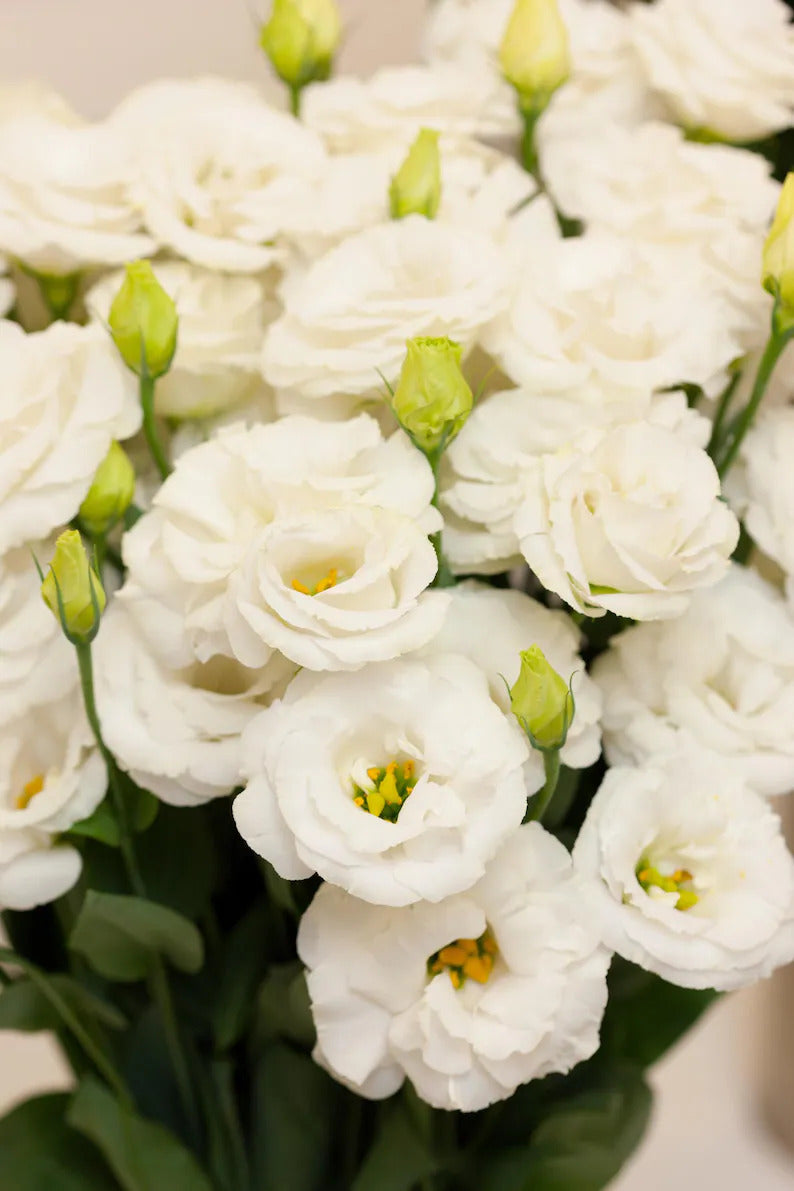 62b817a4-d7b5-4332-ba42-d16d29ee3cfb