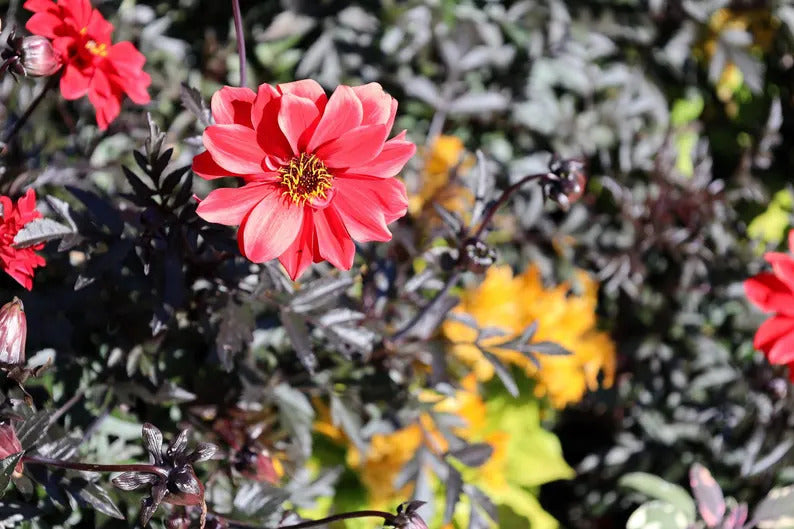 56a48966-dad1-4724-b9ad-4a6b2c37c445