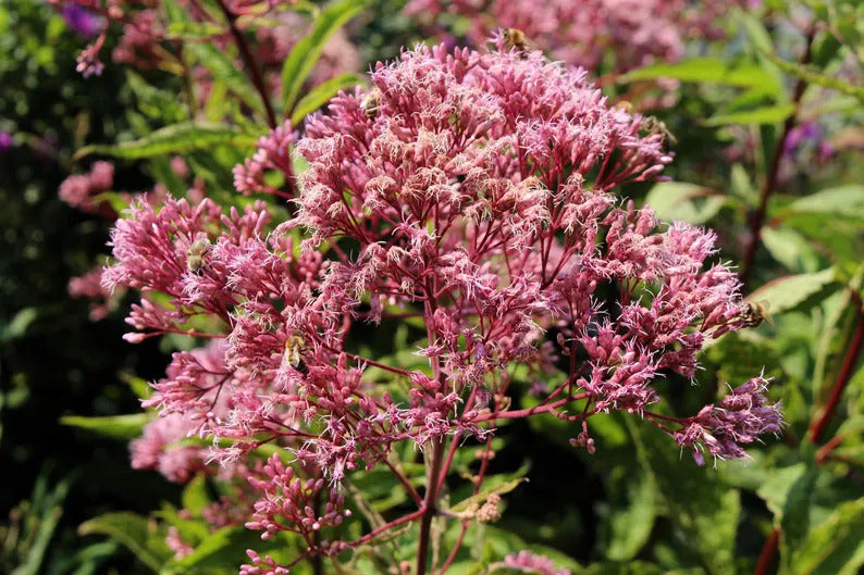 2c18537c-9670-4606-81d8-a74ec8fba987