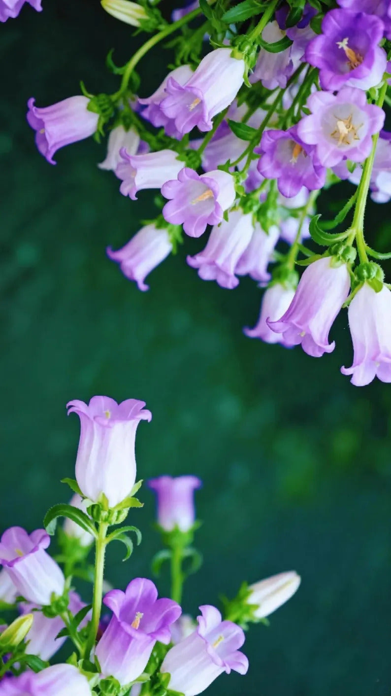 f2cd4f85-3f64-415c-b863-5401f8fac664