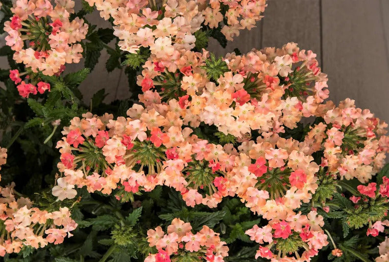 086f5175-4ced-4ece-9a81-7159ae3b957c