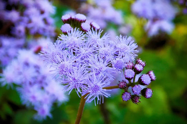 2a3d6ca3-3b0b-4d76-8ad7-bd021f229c7f