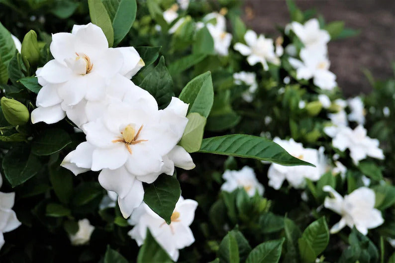 226fb4df-c495-43bd-abf9-4b3811a426bc