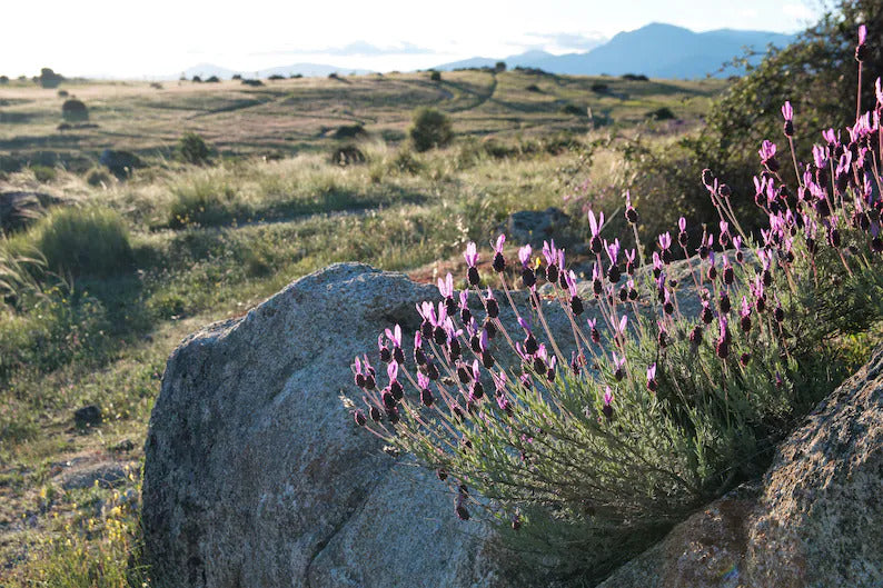 d55854cb-bd71-4000-a581-fc64ca310b46